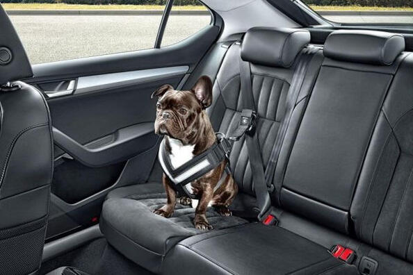 So transportieren Sie einen Hund richtig im Auto: Tipps und Empfehlungen Foto 2