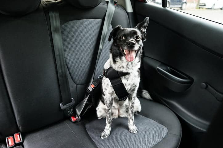 Wie entferne ich Tierfelle von Autositzen?