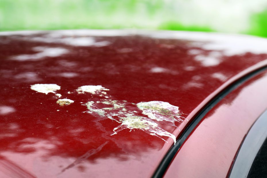 Vogelkot am Auto: Wie und womit lässt er sich lackschonend entfernen