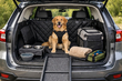 Auto-Upgrade für Fahrten mit Hund: Was wirklich hilft Foto 1